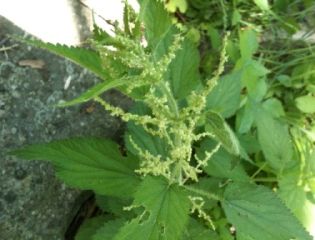 nettle flowers